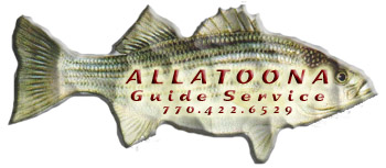 Allatoonsstripers.com - Your Guide To Lake Allatoona Stripers & Hybrid Bass, Located 50 Miles From Atlanta!!